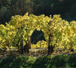 Schöner Weinberg