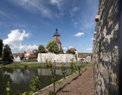 Mauereidechsen Stadtmauer 2011