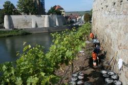 Mauereidechsen Stadtmauer 2011