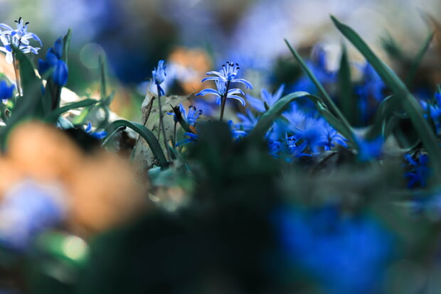 Foto: Alexandra Lell, Szilla (Blausterne)-Blüten