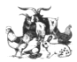 Logo des Vereins Kleintierz&uuml;chterverein und Vogelfreunde Lauffen a.N. e.V.