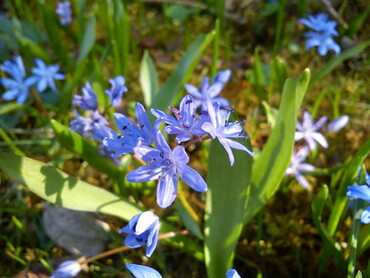 Frühlingsblumen im Kaywald (Foto: Bettina Johl)