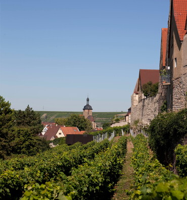 Blick durch die Weinberge entlang der Stadtmauer auf die Regiswindiskirche