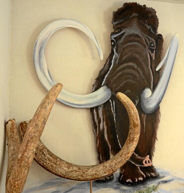 Versteinerte Mammutstoßzähne