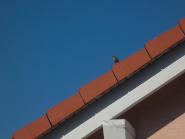 18.07.2018 - Andrea Piest - Ein Vogel auf dem Dach