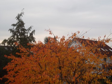 05.11.2018 - Andrea Piest - Ein Baum im Herbst