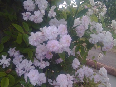 07.06.2019 - Andrea Piest - Blumen am Baum am Neckaruferweg