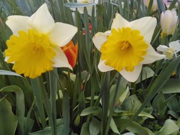 01.04.2020 - Andrea Piest - Blumen im Frühling