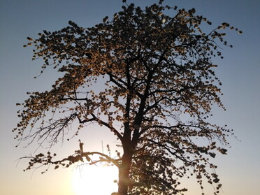 26.04.2021 - Andrea Piest - Baum mitten in den Weinbergen