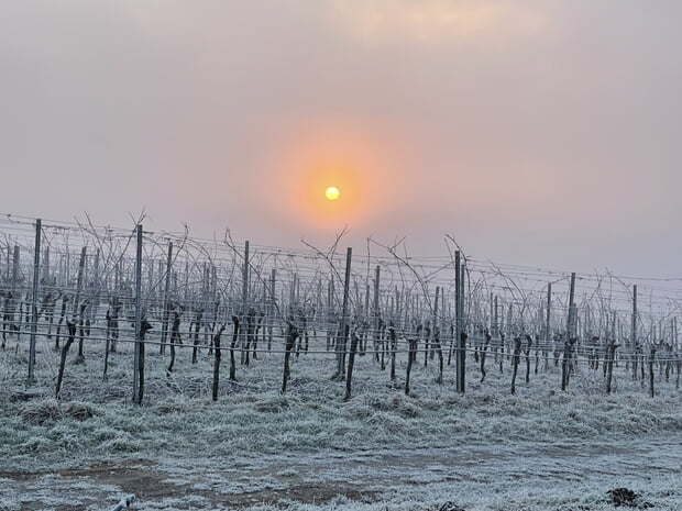 Januar: Manuela Krautwasser - Winter im Weinberg