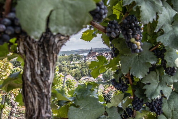 Hansjörg Sept: Lauffener Weinbergblick