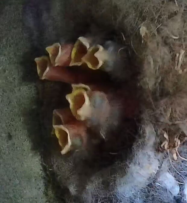 8 hungrige Vogelbabys sperren ihre Schnäbel weit auf.