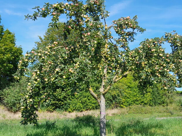 Aktion ran an das Obst - Ernten erwünscht 23