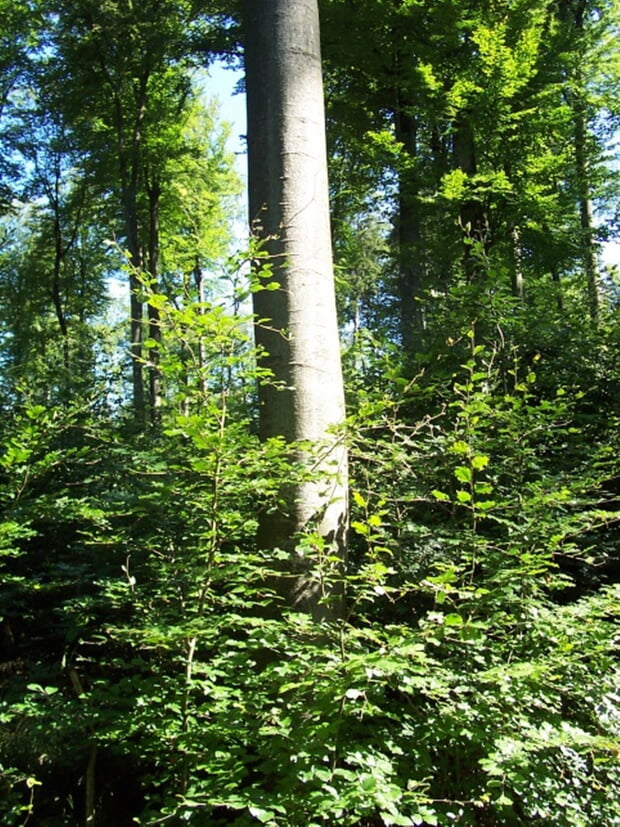 Waldbericht 2023/2024
