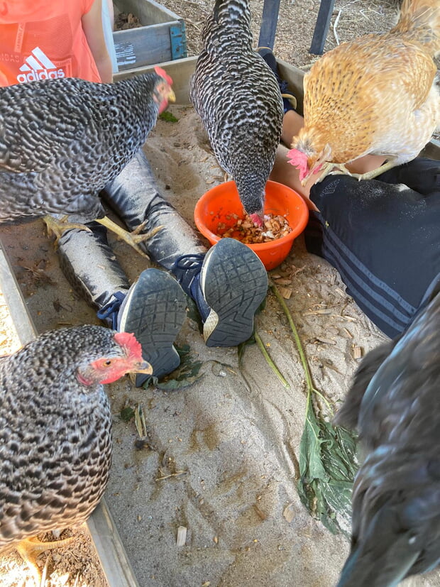 Hühner auf der Kinderfarm