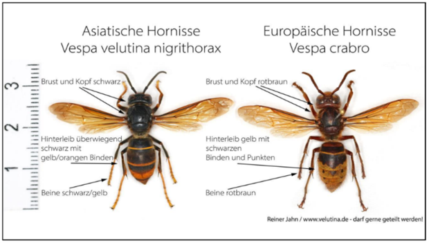 Vergleich der Asiatischen Hornisse (links) mit der heimischen und geschützten Europäischen Hornisse (rechts).  Quelle: Reiner Jahn