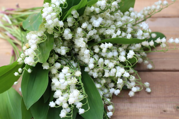 Wer Maiglöckchen geschenkt bekommt, erhält zu den Blumen auch noch Glück für das kommende Jahr. (Foto: Danuta Niemiec / Pixabay)