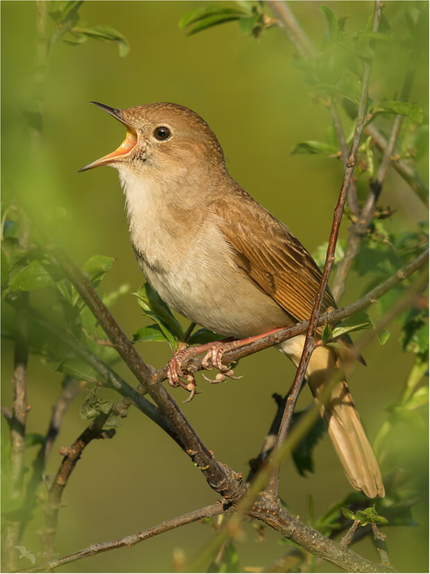 Foto: Copyright PD © Patrick Donini - Forum für Naturfotografen