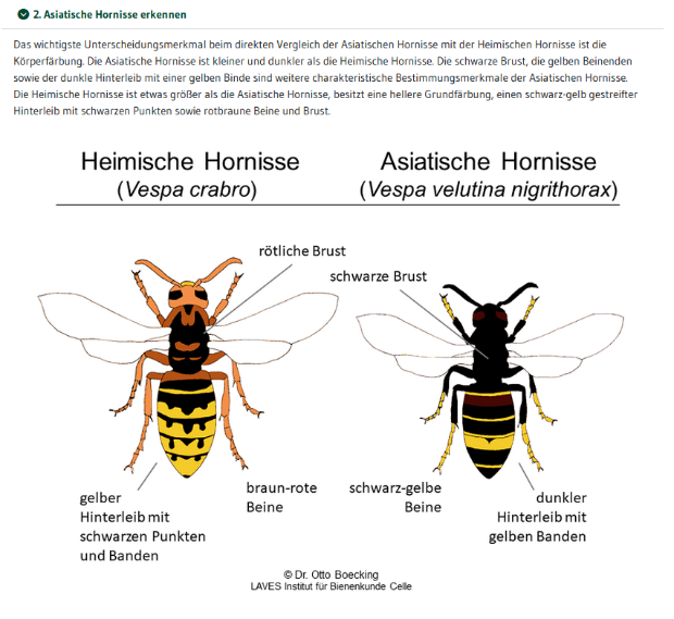 Unterscheidungsmerkmale Asiatische Hornisse Quelle Dr. Otto Boecking, LAVES Institut für Bienenkunde Celle
