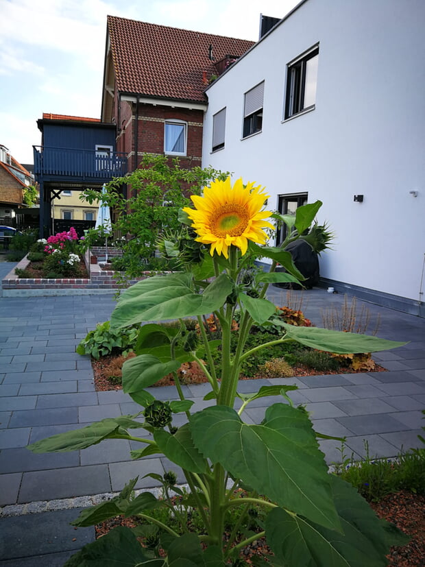 Gartencaf&eacute; im Lindenhof