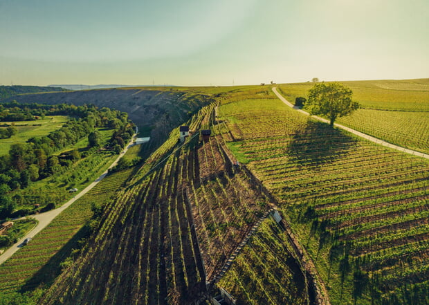 Panorama Lauffener Steillagen (Luftbild): Weinberge an der Zaber im Sonnenlicht