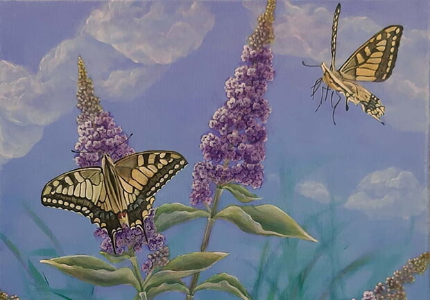 Bild von Karin Vollert: 2 Exemplare der Schmetterlingsart Schwalbenschwanz auf Sommerflieder-Blüten vor blauem Himmel.