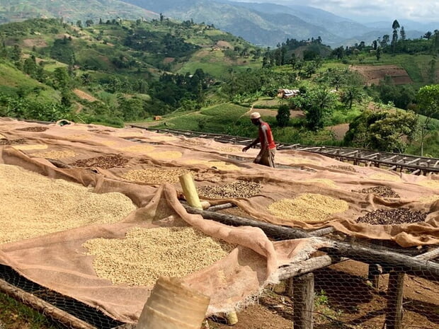 Kaffeeernte in einer COCOCA Kooperative in Burundi, © Bahnmüller 2024, Quelle: https://www.hs-rottenburg.net