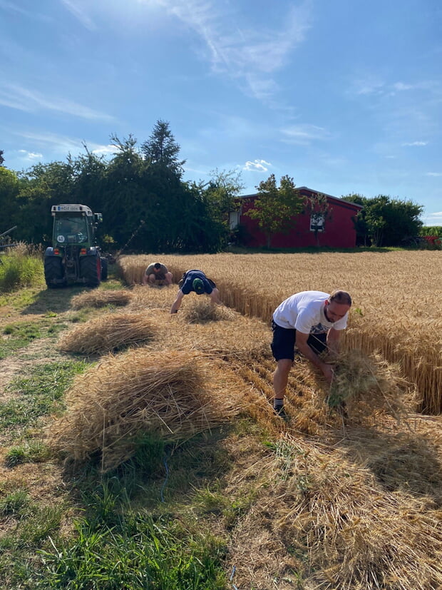 Frischauf dem Feld werden die Ähren geschnitten