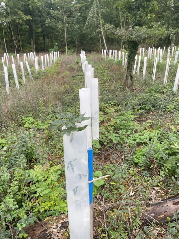 Großartig war die Untersützung der Bevölkerung an der Baumpflanzaktion im Forchenwald