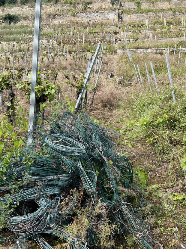 Auch dieser Weinberg wird gerodet