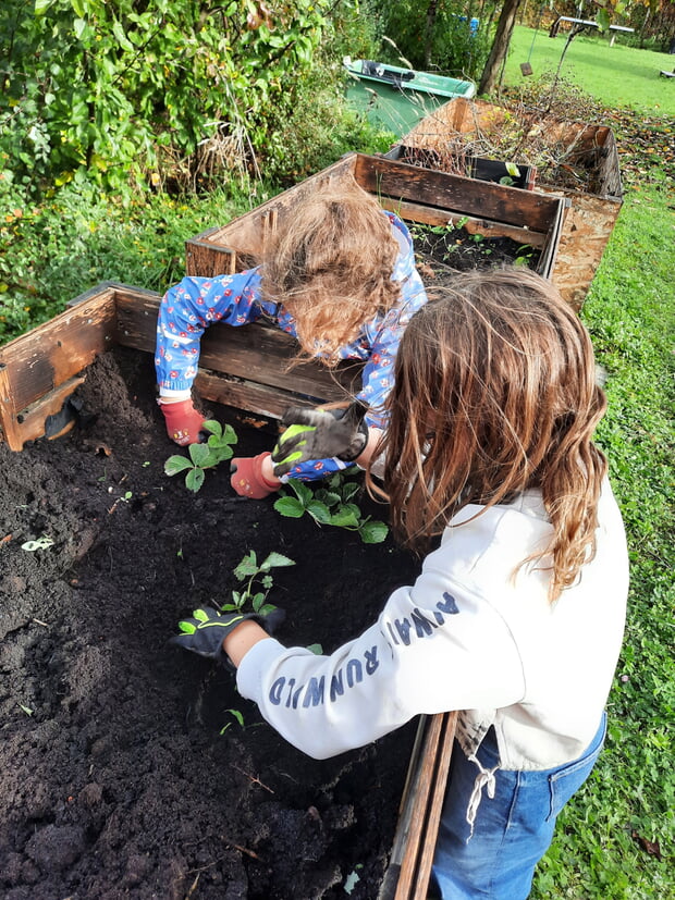 Kinder pflanzen während des offenen Betriebs Erdbeeren an