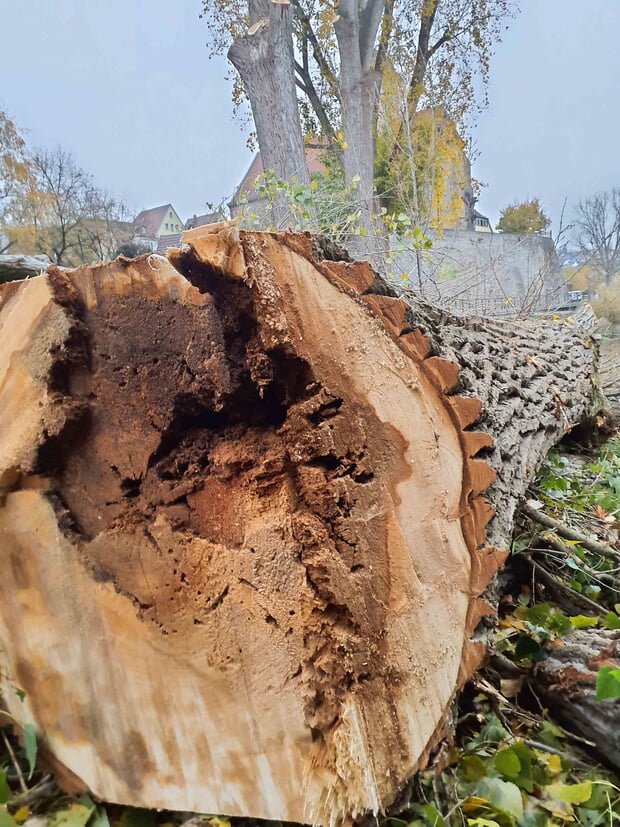 Nach dem Fällen der Pappeln wurde der Pilz- und Fäulnisbefall sichtbar!