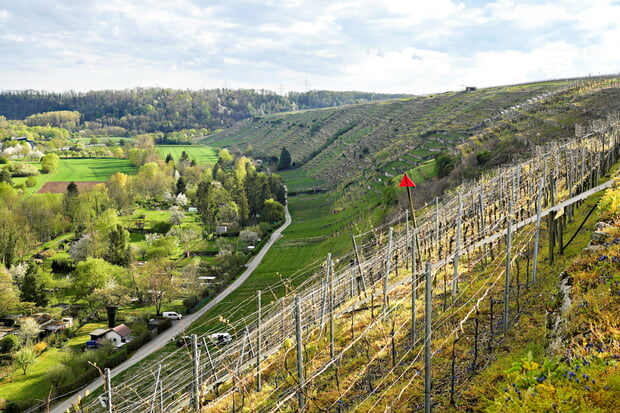 Ulrich Seidel - Steillagenweinberge im Geigersberg im Fr&uuml;hling