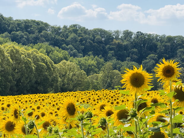 Marco Eberbach - Sonnenblumenmeer am Kaywald