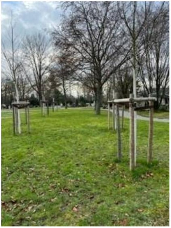 Abteilung 28 - Urnenbaumwahlgrab