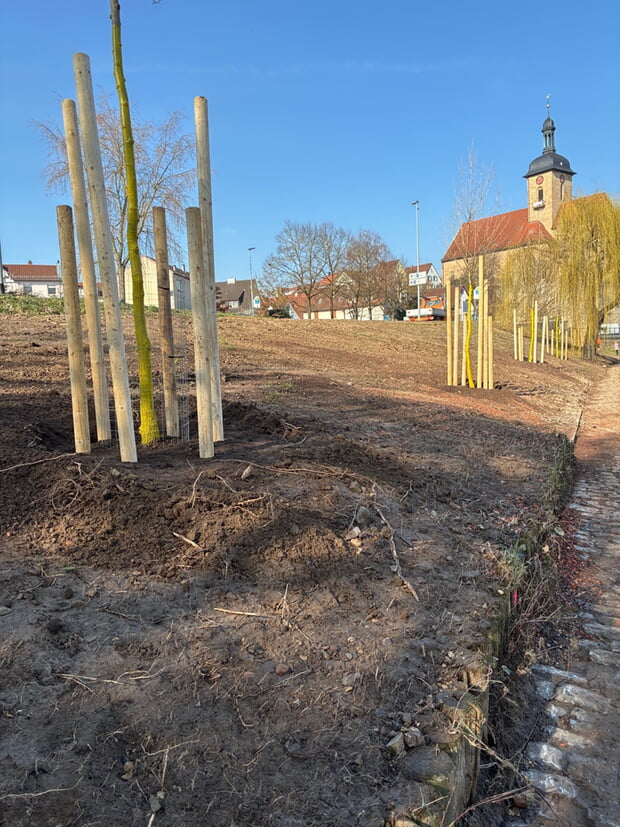 Nachdem das Wasser den Treidelpfad freigegeben hatte, konnte der Bauhof die 8 Uferbäume pflanzen