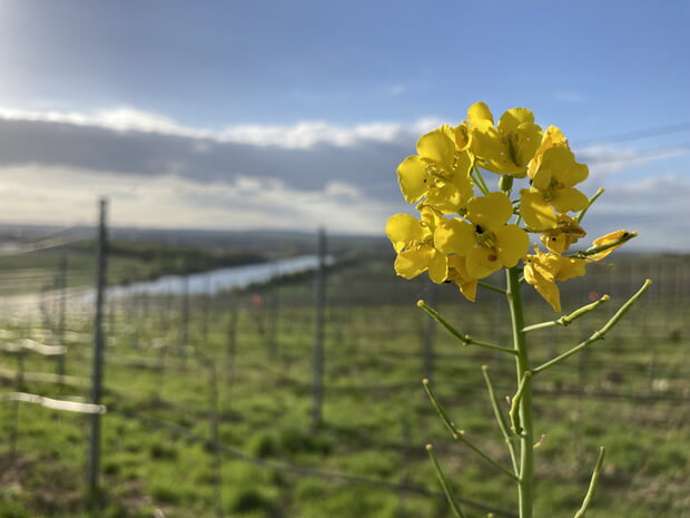 Fr&uuml;hling in den Weinbergen