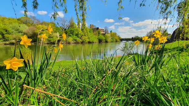 Fr&uuml;hling am Neckarufer in Lauffen a.N.: im Vorgrund Narzissen, im Hintergrund Neckar und Rathausburg