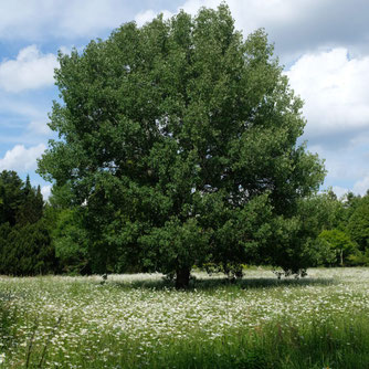 Die Zitterpappel (botanisch Populus tremula)