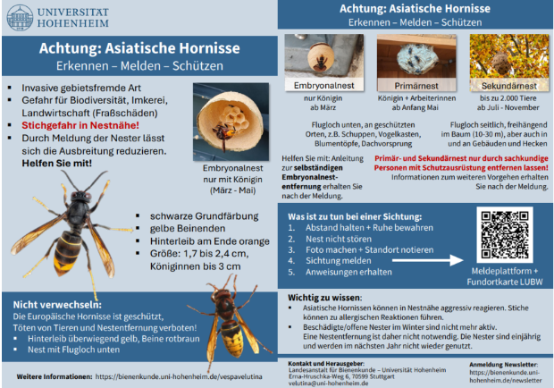 Asiatische Hornisse Uni-Hohenheim