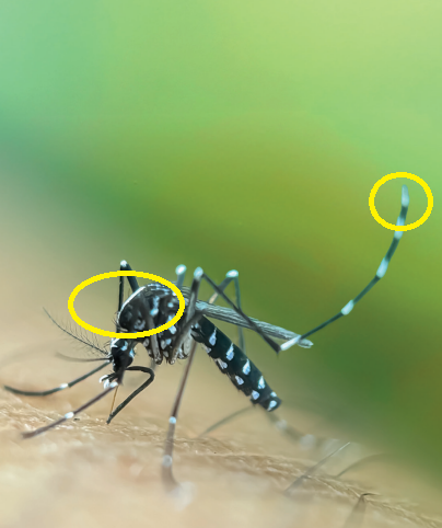 Asiatische Tigerm&uuml;cke (Quelle Ministerium f&uuml;r Soziales, Gesundheit und Intergration Baden-W&uuml;rttemberg)