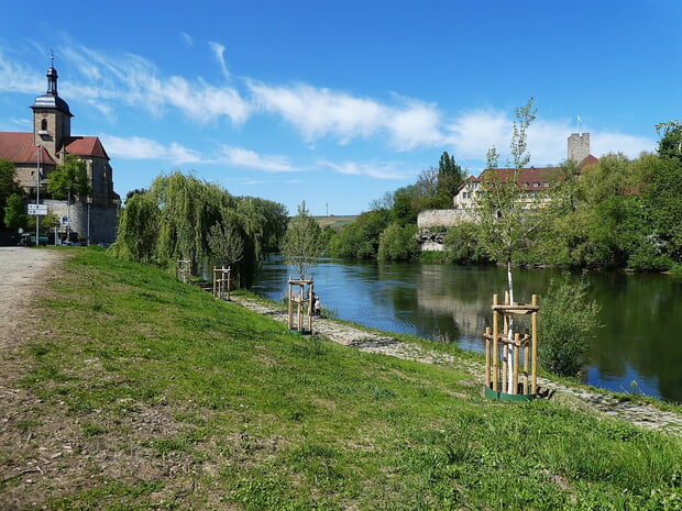 Mittlerweile entwickeln sich die Schwarzpappeln am Neckar gut