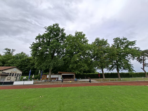Die betroffenen Eichen auf dem Sportgelände Ulrichsheide