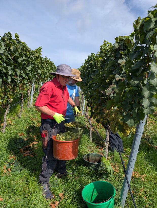 Die Steillagengruppe hat am Dienstag Chardonnay geerntet