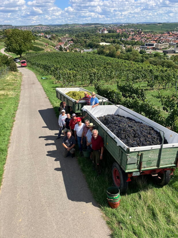 Lesetag im Lauer-Wengert - die Steillagengruppe erntete Chardonnay
