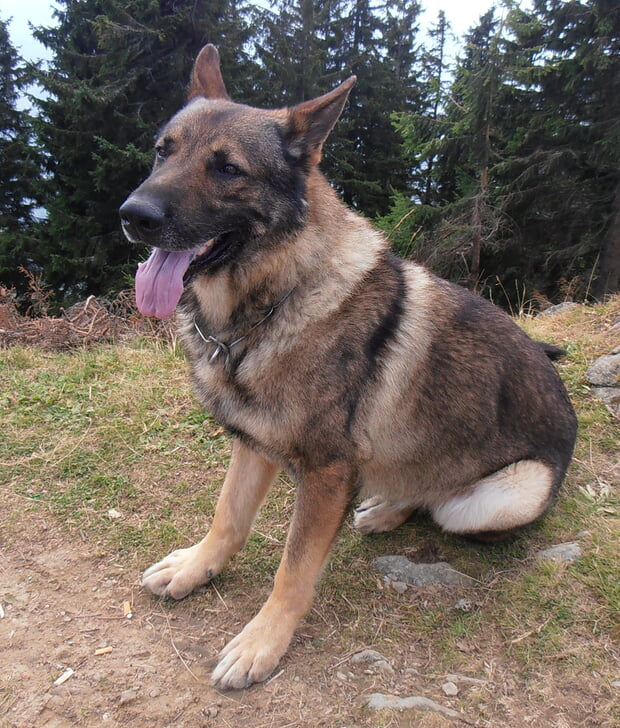 Der Hund, der beste Freund des Menschen