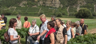 eine Personengruppe bei einer Weinführung mit Terassenweinbergen im Hintergrund