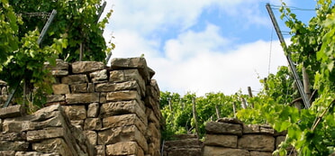 Weinbergstäffele in Lauffen a. N. (Foto: Marco Dinkel)