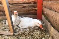 PKW-Anhänger gesucht