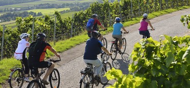 Eine Gruppe Radfahrer radelt durch die Weinberge 